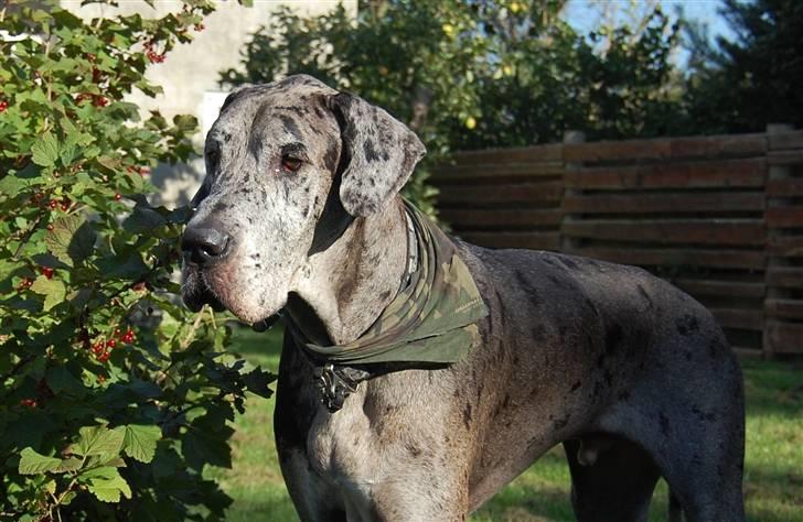 Grand danois Thor billede 7