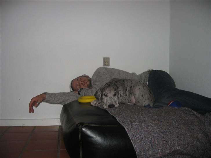 Grand danois Thor - Ihh... Så ligger han bare og sover på miin pude!  billede 8