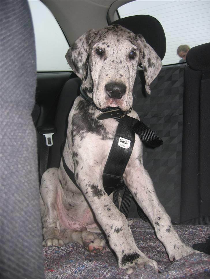 Grand danois Thor billede 9