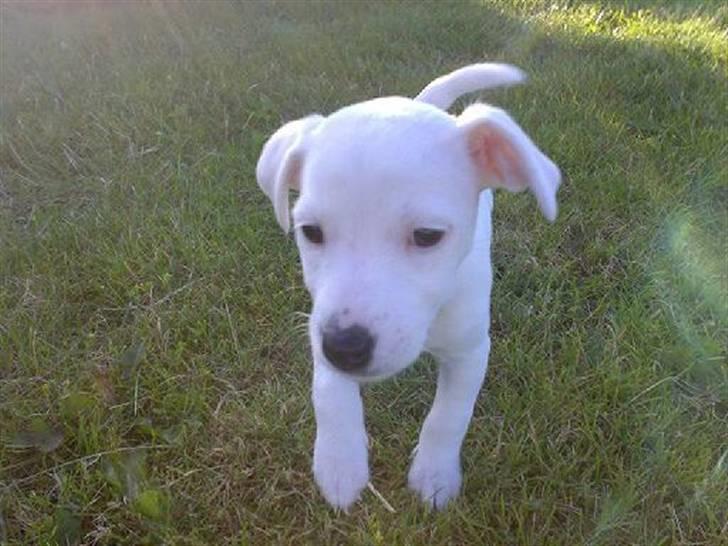 Jack russell terrier Lola - Lola eeeeelsker græsset... billede 18