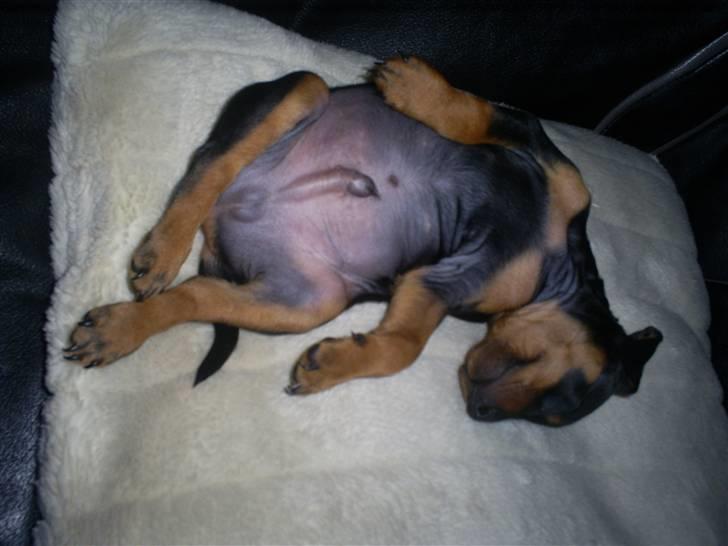 Dvaergpinscher Diego - R.I.P - jeg flader bare lige lidt ud... billede 1