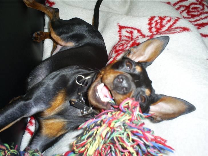 Dvaergpinscher Diego - R.I.P - se, jeg smiler... =) billede 2
