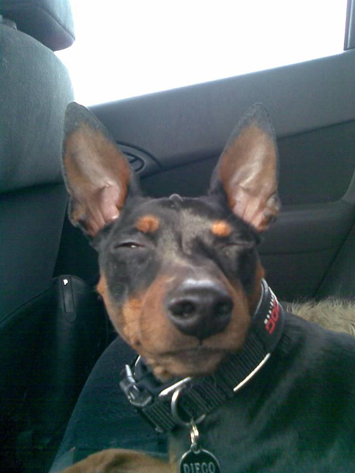 Dvaergpinscher Diego - R.I.P - i´m watching you... billede 3