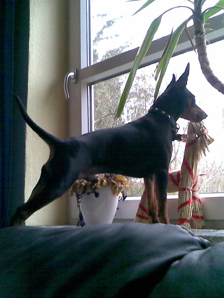 Dvaergpinscher Diego - R.I.P - da, da, da, da, da da! Superhund.... billede 4