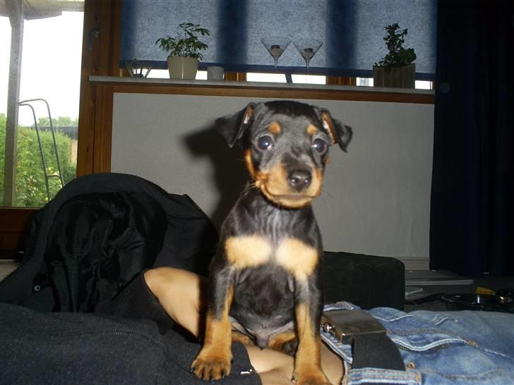 Dvaergpinscher Diego - R.I.P billede 5