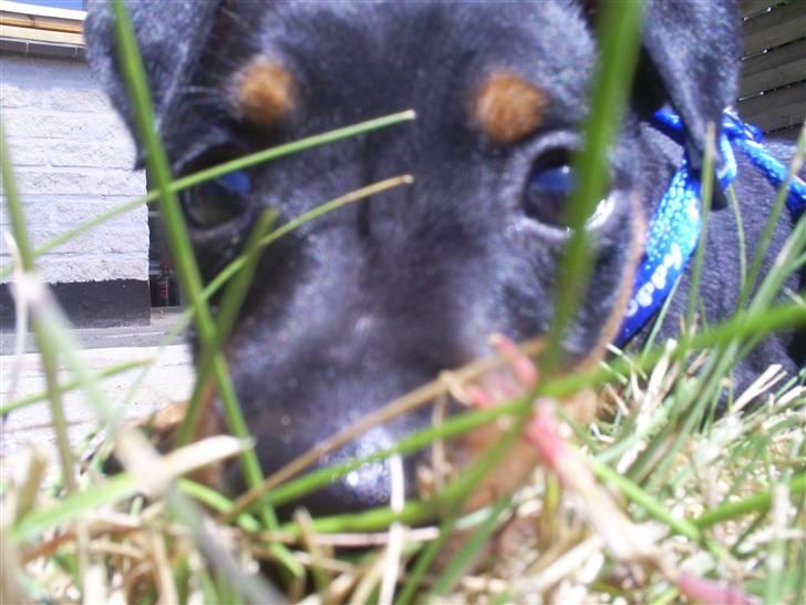 Dvaergpinscher Diego - R.I.P - pikabuh... billede 6