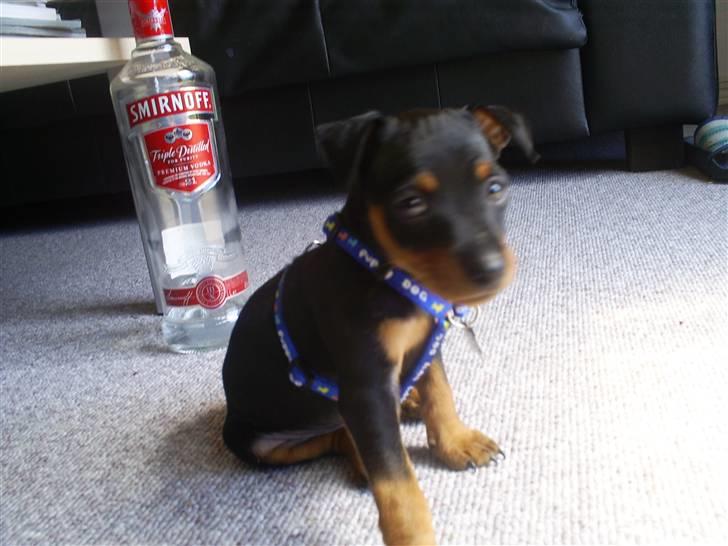 Dvaergpinscher Diego - R.I.P - hik... det var ikk maj.... billede 7