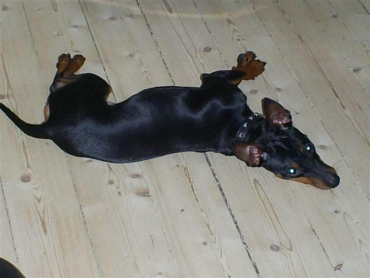 Dvaergpinscher Diego - R.I.P - er det mig du snakker til?? billede 8