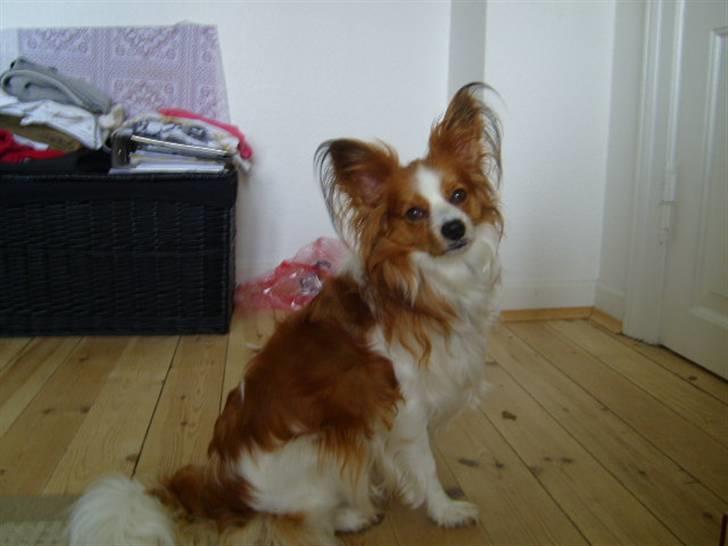 Papillon Tjalfe billede 1