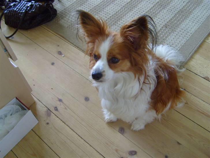 Papillon Tjalfe billede 2