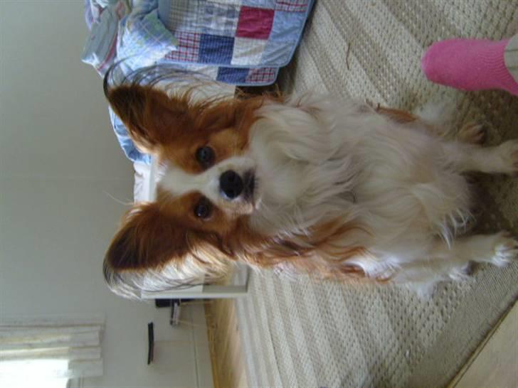 Papillon Tjalfe billede 3