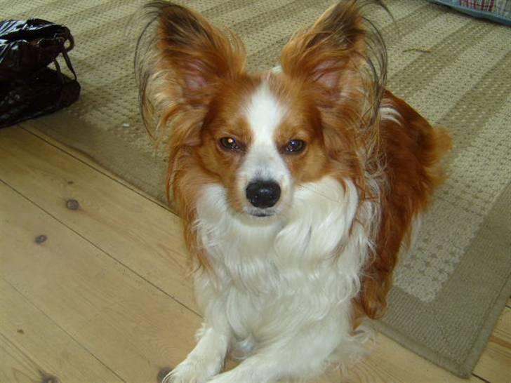 Papillon Tjalfe billede 4