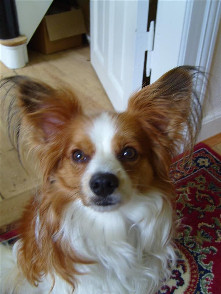 Papillon Tjalfe billede 5