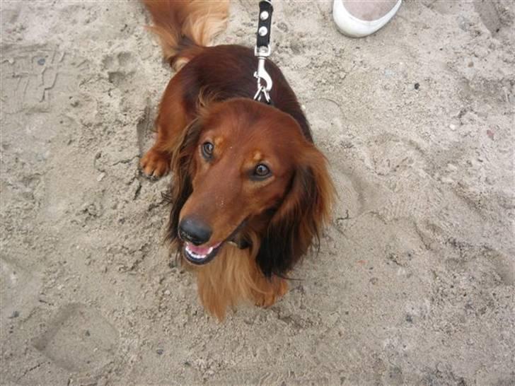 Dværggravhund Chico *3.11.05* - en tur på stranden i Rørvig.. billede 12