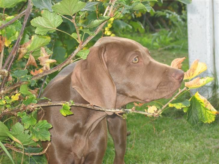 Blanding af racer Killa Starscream billede 1