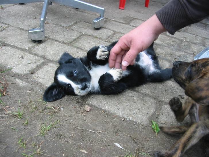 Blanding af racer Bailey - Mums, nusning på maven er noget af det skønneste.. billede 1