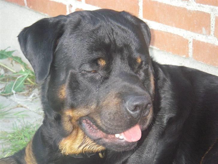 Rottweiler BOSCO billede 1