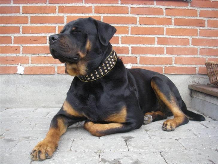Rottweiler BOSCO billede 2