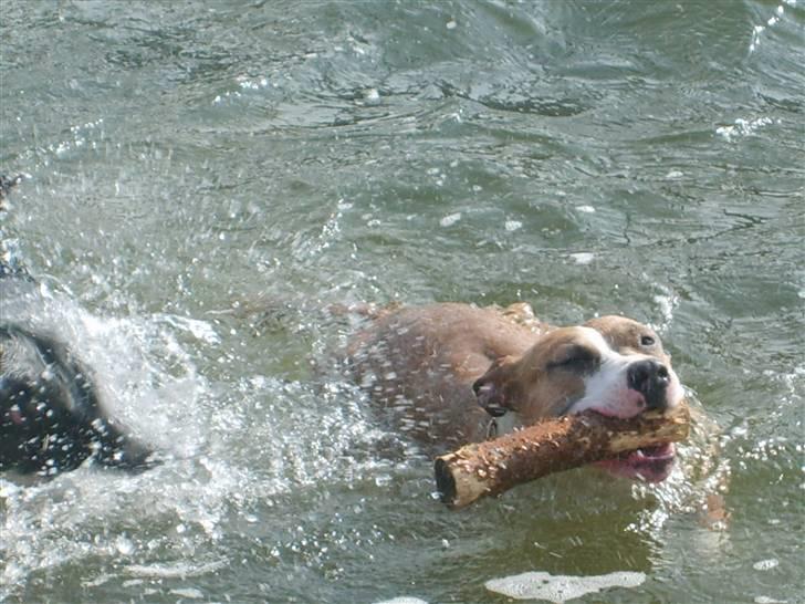 Amerikansk staffordshire terrier Keltie billede 11