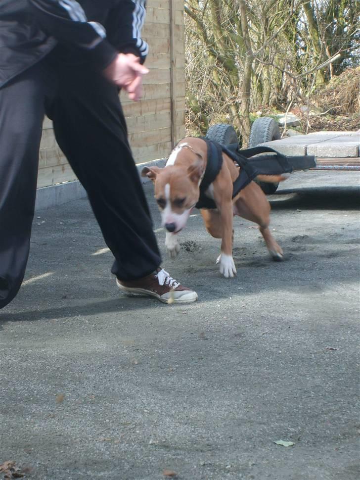 Amerikansk staffordshire terrier Keltie billede 12