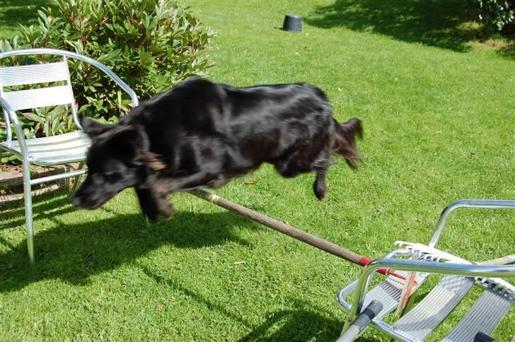 Border collie Max - Her er vi så hjemme :) billede 10
