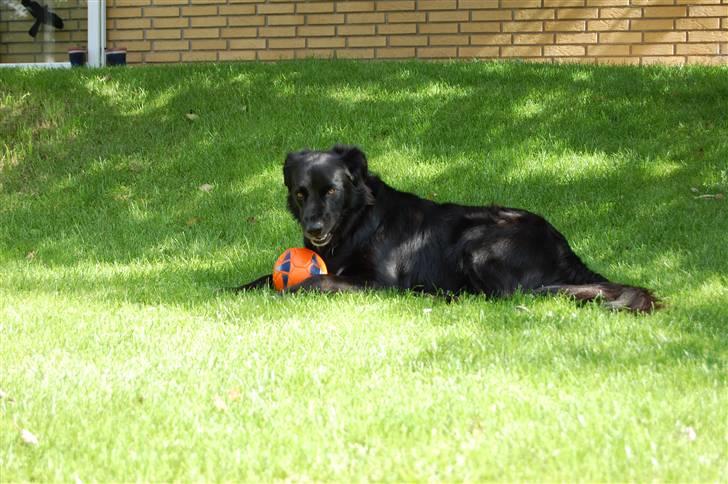 Border collie Max - MAn skal jo have lov til at vile sig :) billede 11
