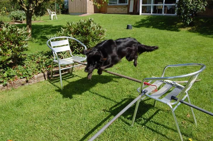 Border collie Max - HUUUUUHEJ HVOR VI SPRINGER :) billede 12