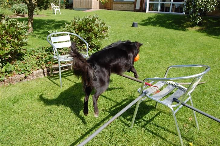 Border collie Max - Tilbage spring efter bolden. billede 13