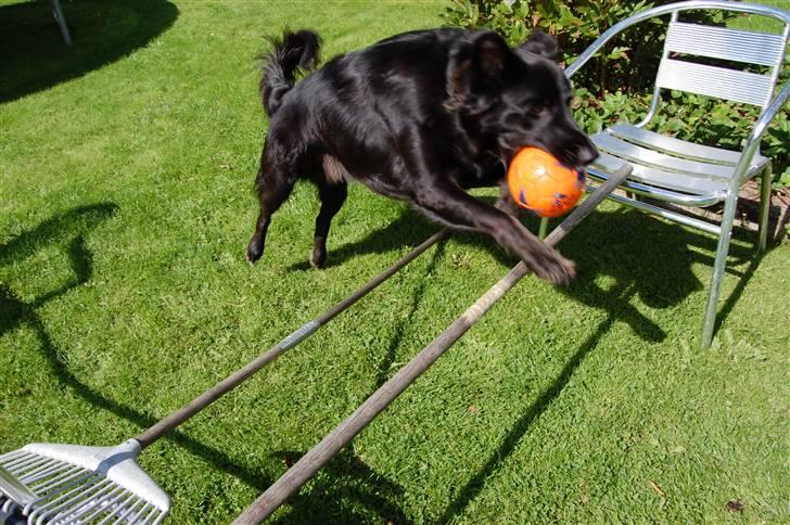 Border collie Max - JUHUUU GLÆDER MIG TIL DET HØJE SPRING !! billede 14