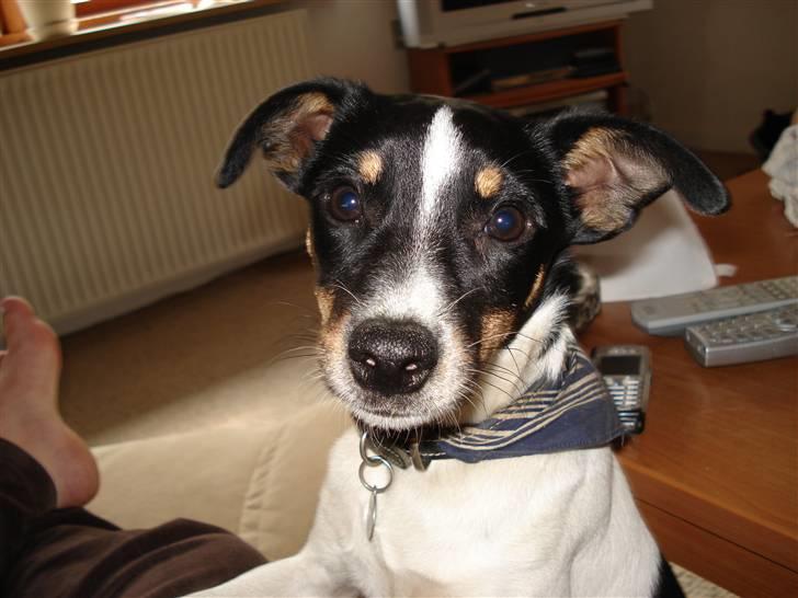Dansk svensk gaardhund Snoopy os kaldet Numse billede 1