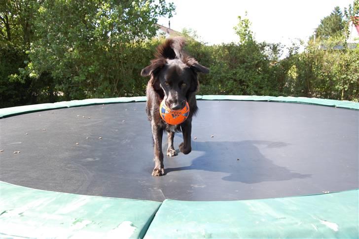 Border collie Max - Elsker benes trampolin :>>>> billede 15