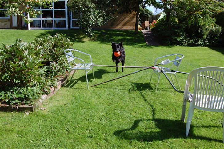 Border collie Max - Øhhhh har ikke nogle ider til hvad jeg skal skrive har brugt dem alle <3333 billede 16