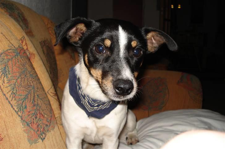Dansk svensk gaardhund Snoopy os kaldet Numse billede 4