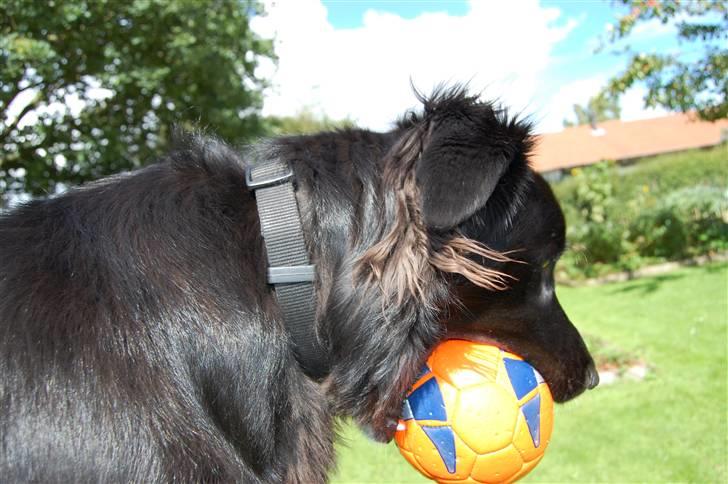 Border collie Max - Min elskede håndbold !!<33 billede 17