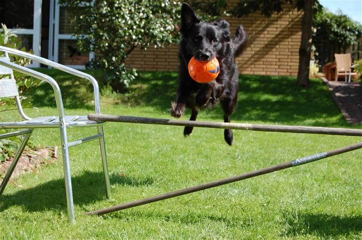 Border collie Max - Så nu skal jeg springe højt billede 18