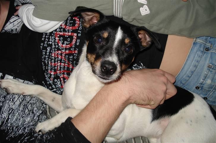 Dansk svensk gaardhund Snoopy os kaldet Numse billede 5