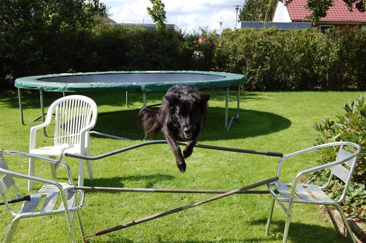 Border collie Max - Jahaar hva´siger i såhhh billede 19