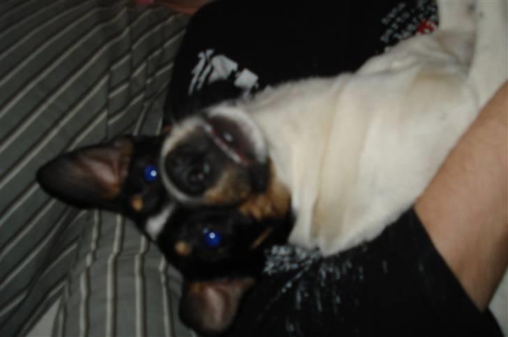 Dansk svensk gaardhund Snoopy os kaldet Numse billede 6