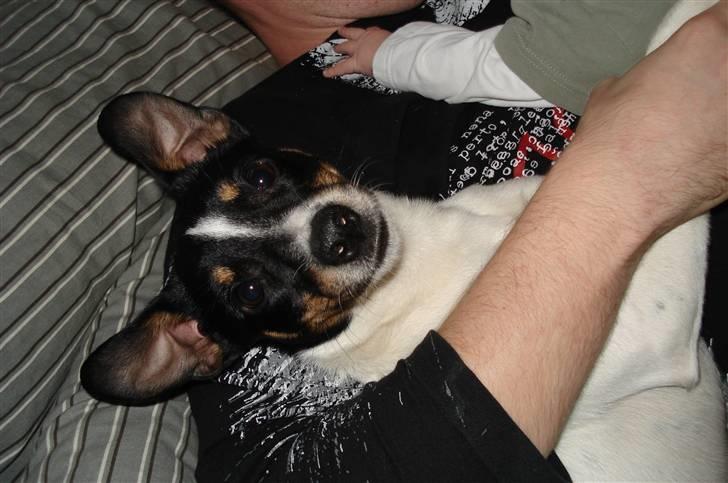 Dansk svensk gaardhund Snoopy os kaldet Numse billede 7