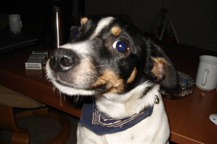 Dansk svensk gaardhund Snoopy os kaldet Numse billede 8