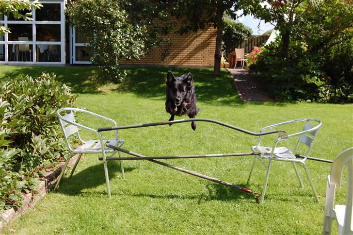 Border collie Max billede 20