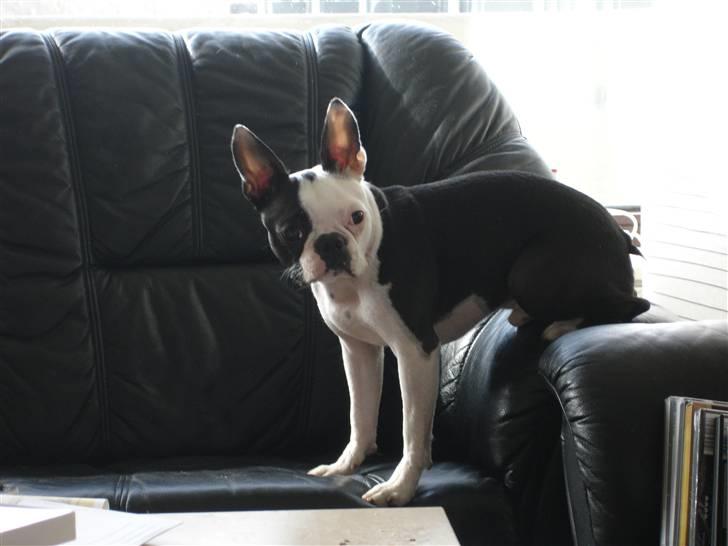 Boston terrier Ozzy - Sofadyret billede 2