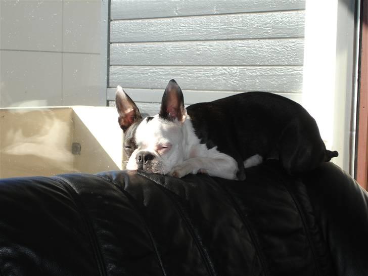 Boston terrier Ozzy - Gaaaab....dejligt med en lur på sofaryggen i solen billede 3