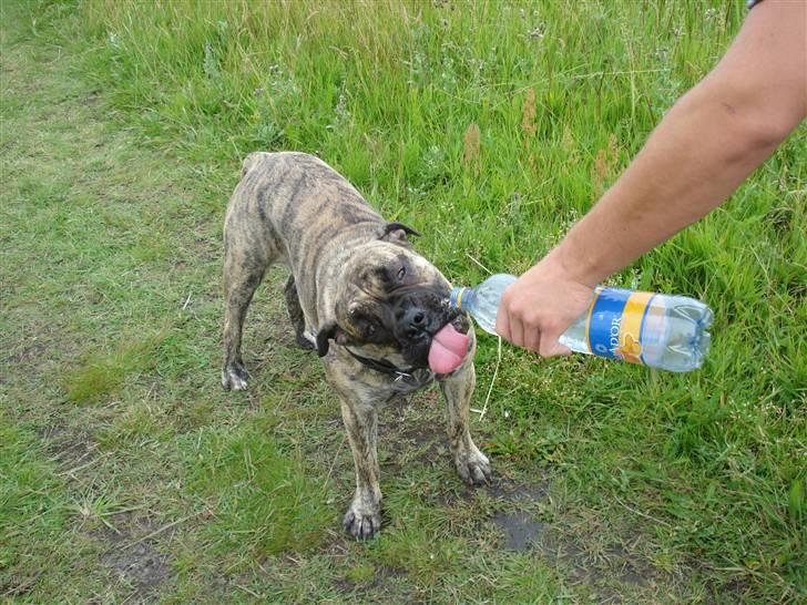 Boerboel Anasha Nynne DØD :( billede 4