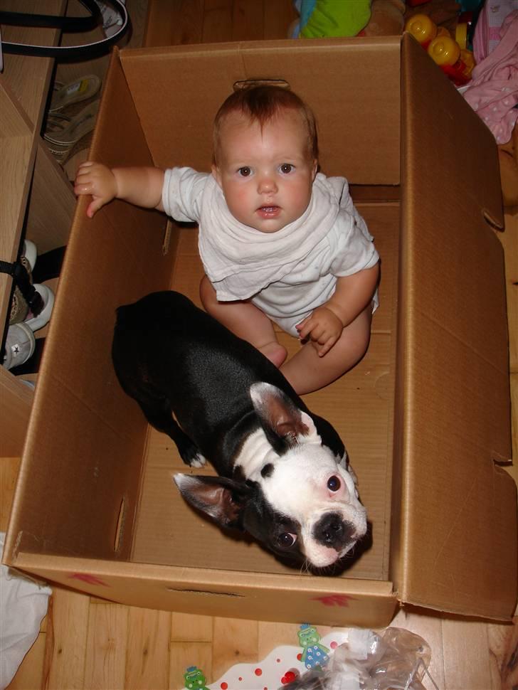 Boston terrier Ozzy - Leger i flyttekassen med den lille.... billede 4