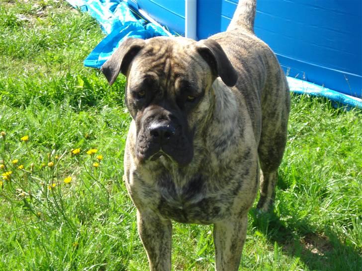 Boerboel Anasha Nynne DØD :( billede 5