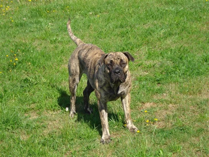 Boerboel Anasha Nynne DØD :( billede 6