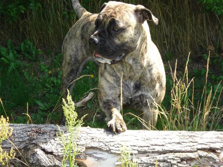 Boerboel Anasha Nynne DØD :( billede 7