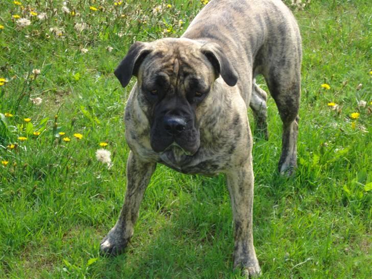 Boerboel Anasha Nynne DØD :( billede 8
