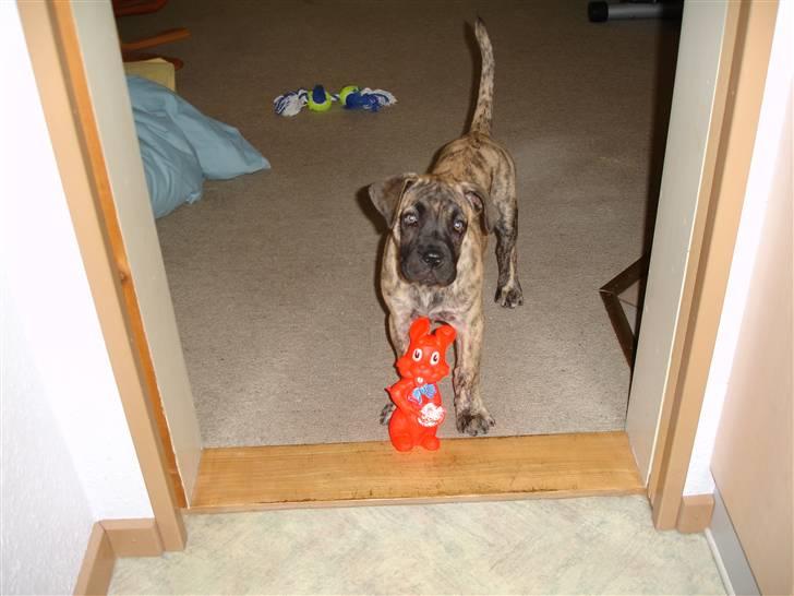 Boerboel Anasha Nynne DØD :( billede 9